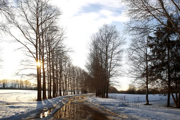 Allée dans le parc d'hiver — Photo