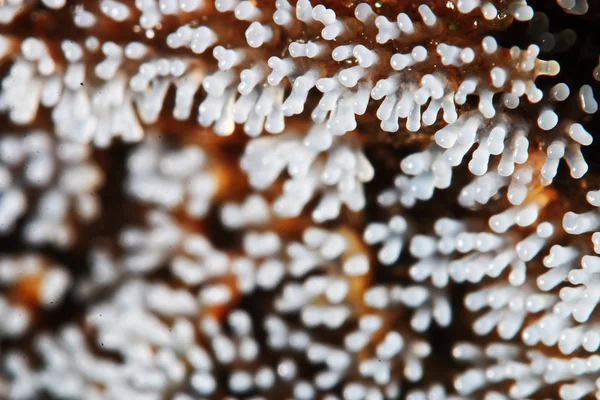 Coral mushroom on a tree — Stock Photo, Image