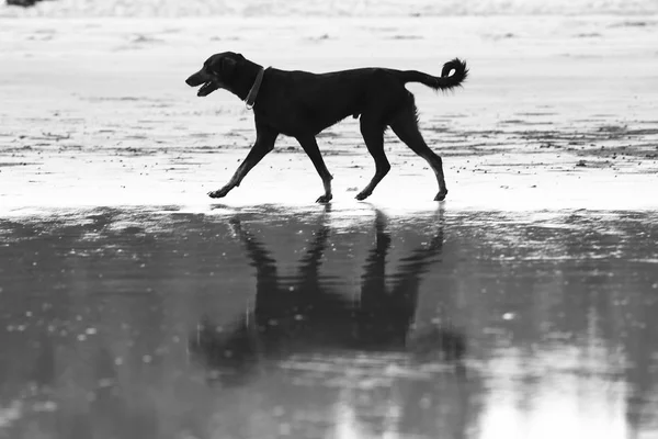 Hond spelen op de kust — Stockfoto