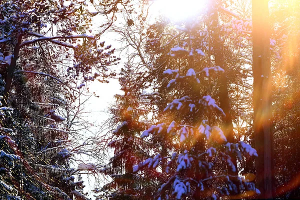 Vacker vinterskog — Stockfoto