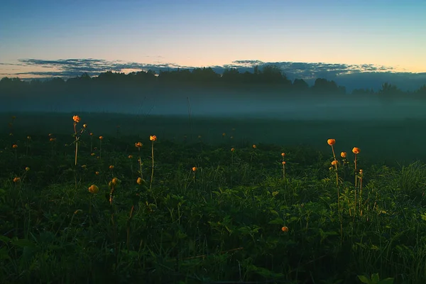 Цветы на поле в тумане . — стоковое фото