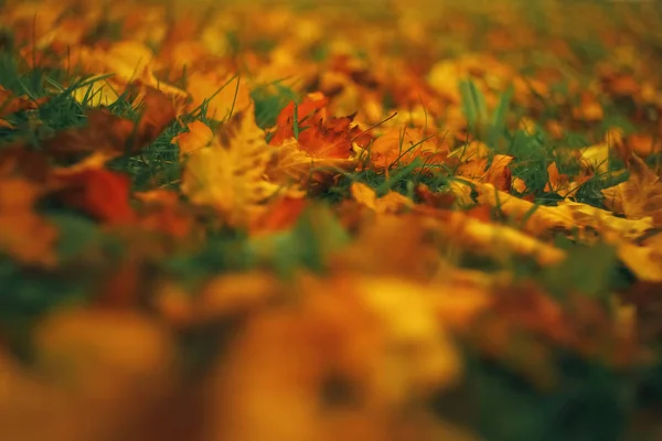 Fallen leaves lon the ground — Stock Photo, Image