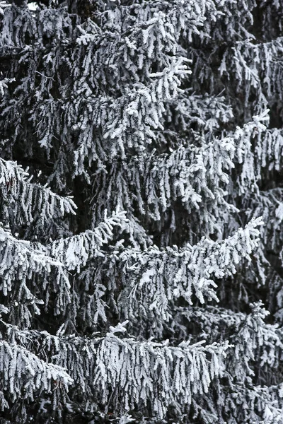 覆盖着白雪的冬季森林 — 图库照片
