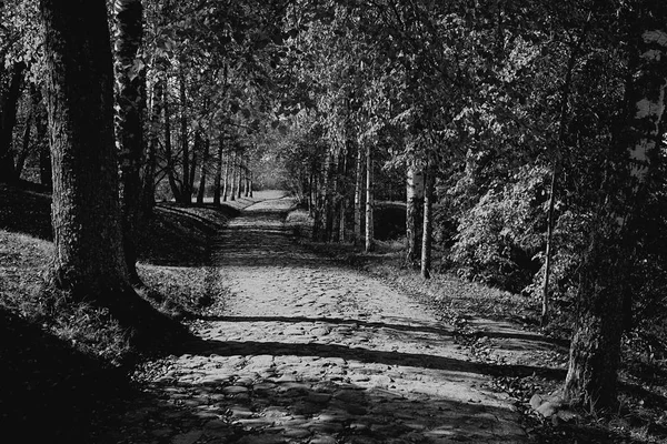 Pad en bomen in de zomer bos — Stockfoto