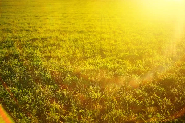 Tráva pod paprsky slunce — Stock fotografie
