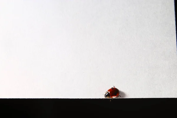 Insecte coccinelle sur la surface blanche — Photo