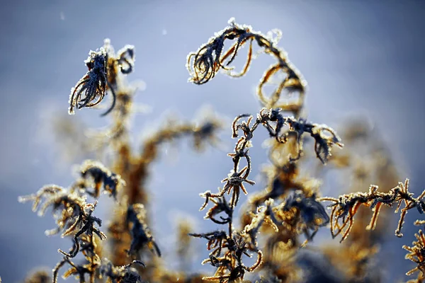 Det frusna gräset i frosten — Stockfoto