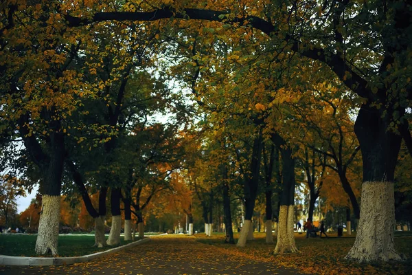 Trees  in autumn park — Stock Photo, Image