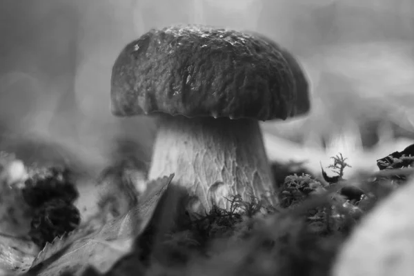 Флора, гриби в розчистці — стокове фото