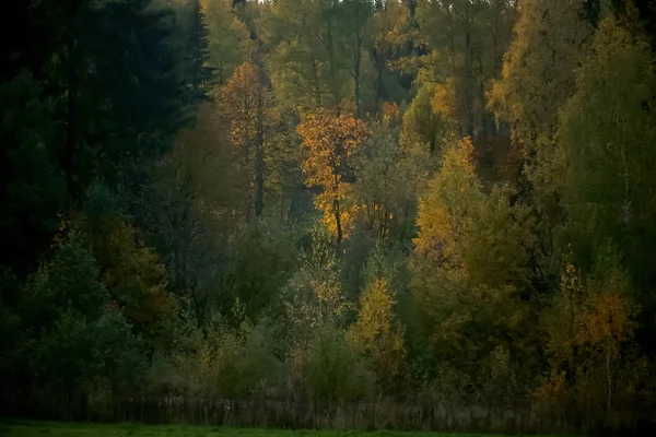 Malebná letní krajina — Stock fotografie