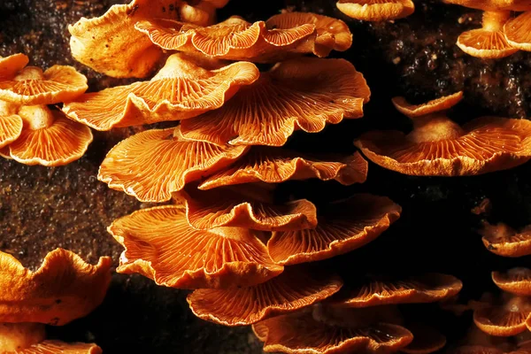 Sonbahar ormanındaki mantarlar