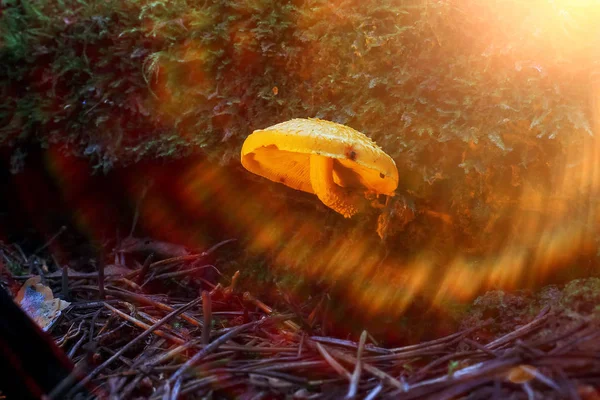 Svamp i höstskogen — Stockfoto