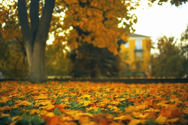 Spadané listí lon zem — Stock fotografie