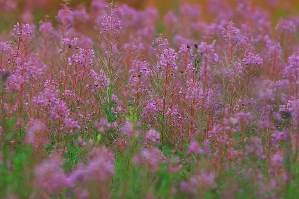 Fireweed kwiaty latem — Zdjęcie stockowe