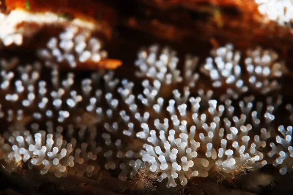 Cogumelo de coral em uma árvore — Fotografia de Stock