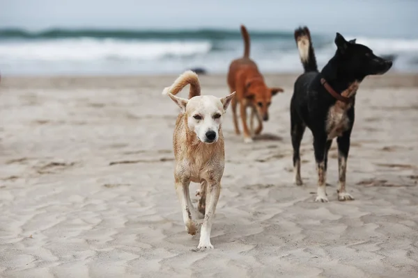 Cães brincando na praia — Fotografia de Stock