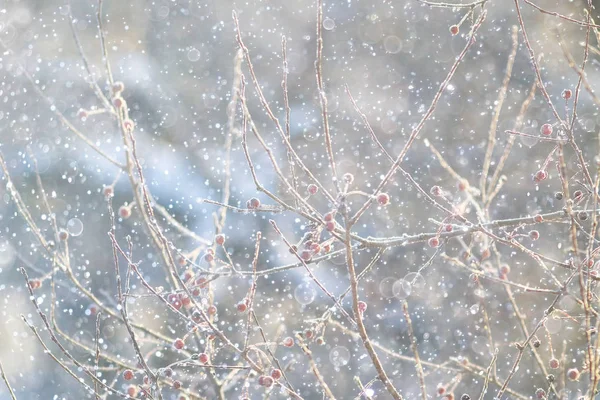 Ramas de árboles en invierno — Foto de Stock