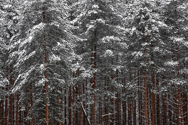 Karla kaplı kış ormanı