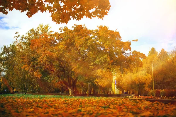 Деревья осеннего парка — стоковое фото