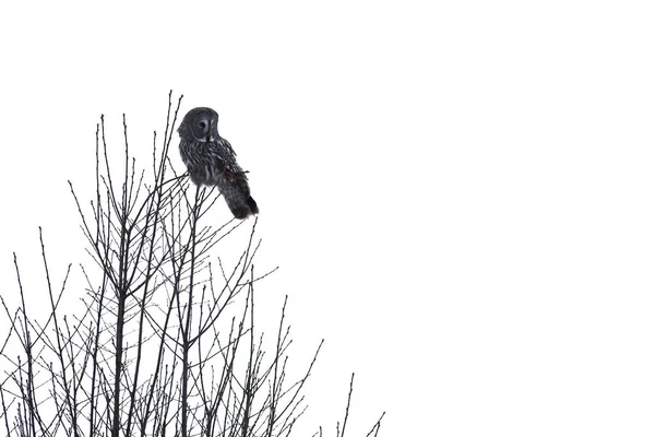 Κουκουβάγια πουλί στο δέντρο — Φωτογραφία Αρχείου