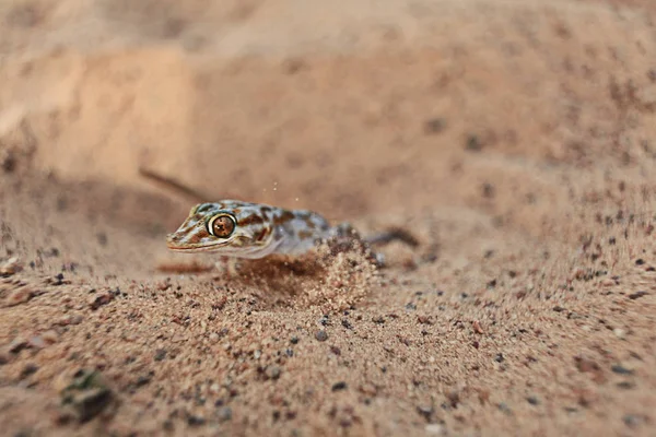 Ještěrka v písku wildlife — Stock fotografie