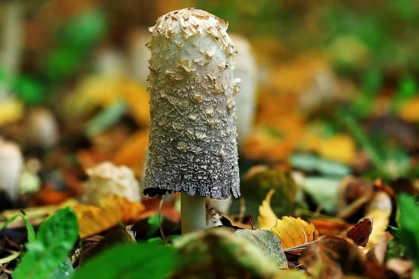 Поганка грибок гриб — стокове фото