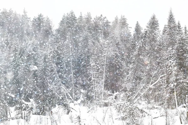 覆盖着白雪的冬季森林 — 图库照片