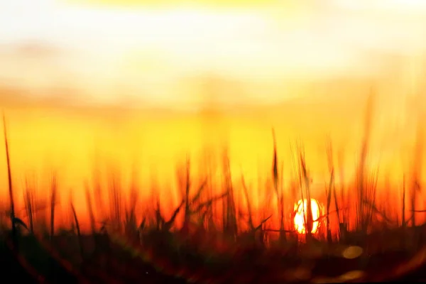Gras auf dem Feld bei Sonnenuntergang — Stockfoto