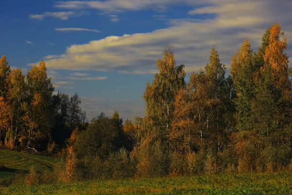 Осінній ліс у полі — стокове фото