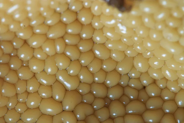 Bir tuval sarı tohum hücrelerinde — Stok fotoğraf