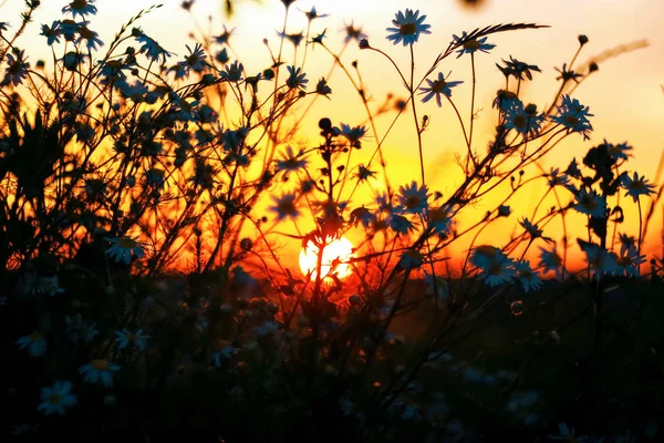 Hierba en el campo al atardecer — Foto de Stock