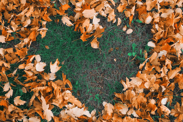 Heart of autumn leaves on the grass 