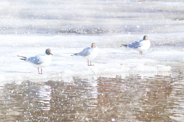 Aves en la orilla del mar durante el día . —  Fotos de Stock