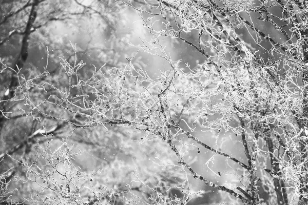 Karla kaplı Kış Rus orman