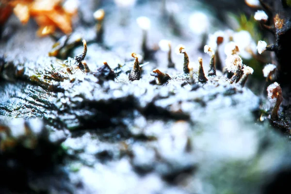 Champignons dans la forêt d'automne — Photo