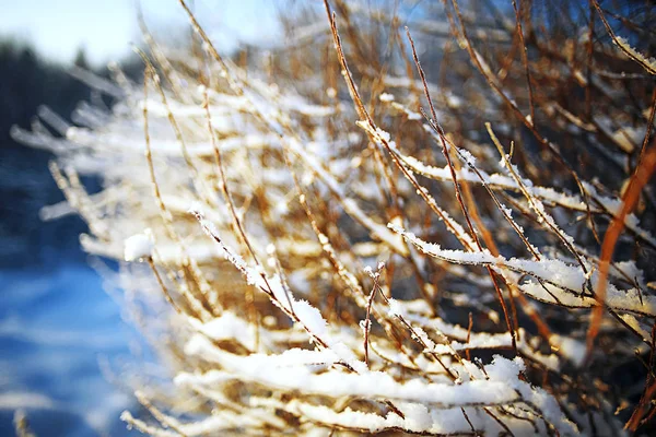 Het bevroren gras in de vorst — Stockfoto