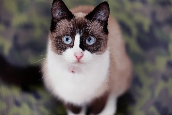 Gato fofo bonito — Fotografia de Stock