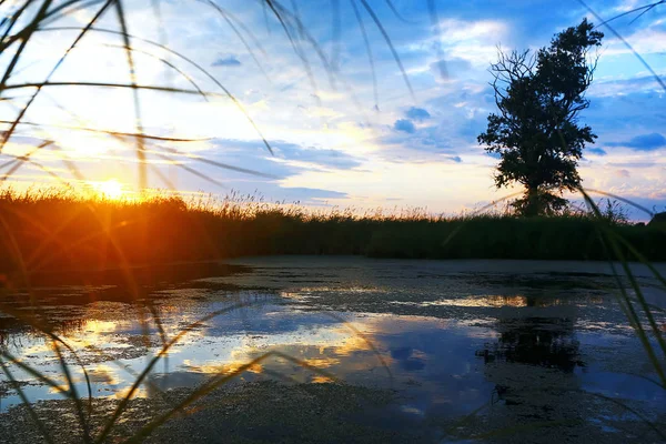 Suyun kenarında günbatımında çimen