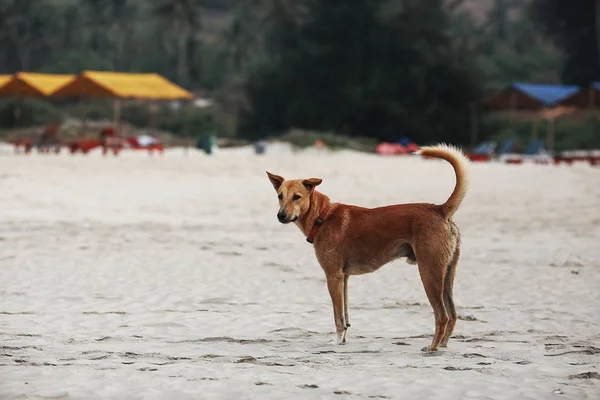 Собака играет на берегу моря — стоковое фото