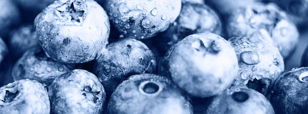  taze orman yaban mersini 