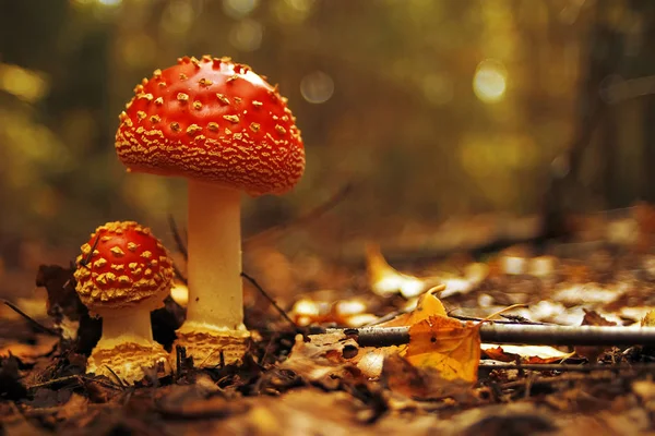 Cogumelos na floresta de outono — Fotografia de Stock