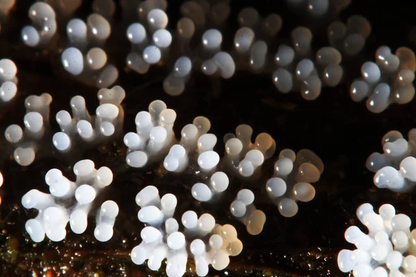 Bir ağaç üzerinde mercan mantar