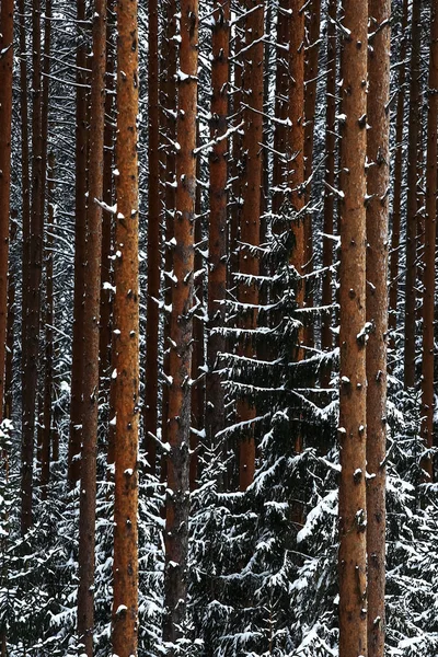 Forêt hivernale enneigée — Photo