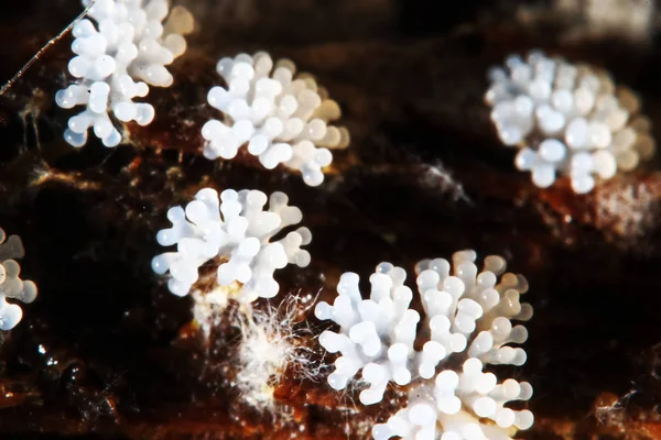 Cogumelo de coral em uma árvore — Fotografia de Stock