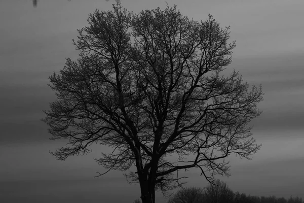 Arbre contre ciel nuageux — Photo