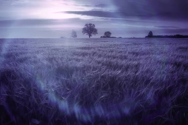 Paisagem rural com campo de trigo — Fotografia de Stock