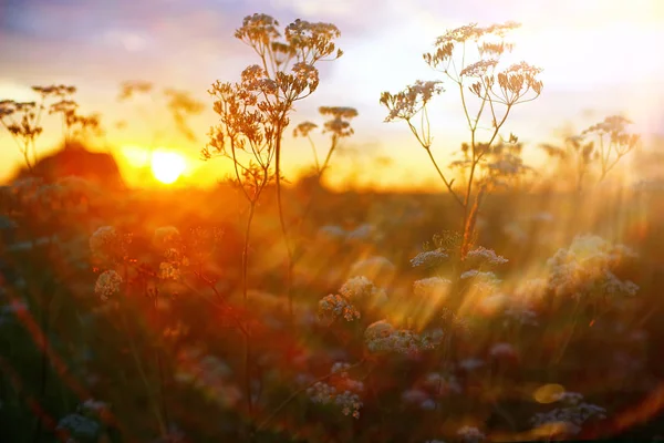 Akşamları alanında çimen