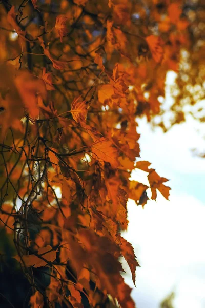 Yellow leaves on branches — Stock Photo, Image