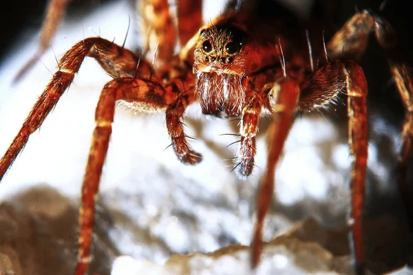 Fluffy spider looks straight — Stock Photo, Image