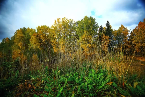 Bosque de otoño en el campo — Foto de Stock